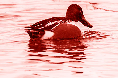 Smiling Northern Shoveler Duck Swimming Calm River Water (Red Shade Photo)