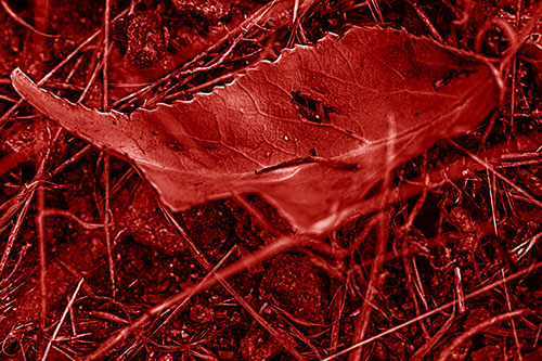 Smirking Fish Shaped Leaf Face Among Sticks (Red Shade Photo)