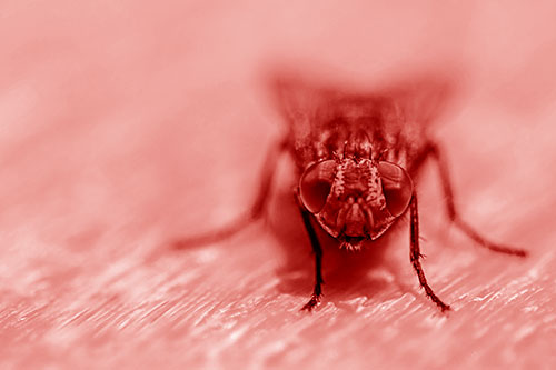 Smirking Open Mouthed Cluster Fly Watching Closely (Red Shade)