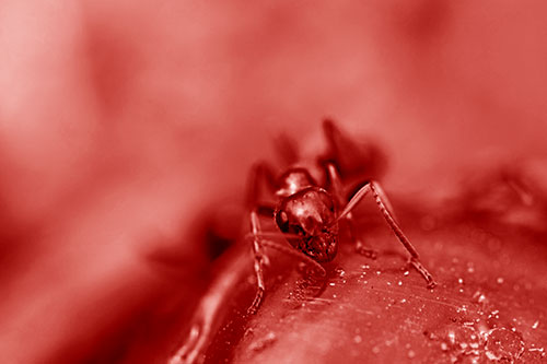 Snarling Carpenter Ant Guarding Sugary Treat (Red Shade Photo)
