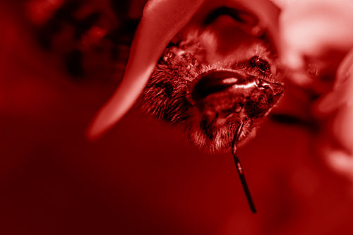 Snarling Honey Bee Clinging Flower Petal (Red Shade Photo)