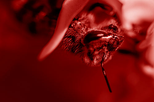 Snarling Honey Bee Clinging Flower Petal (Red Shade)