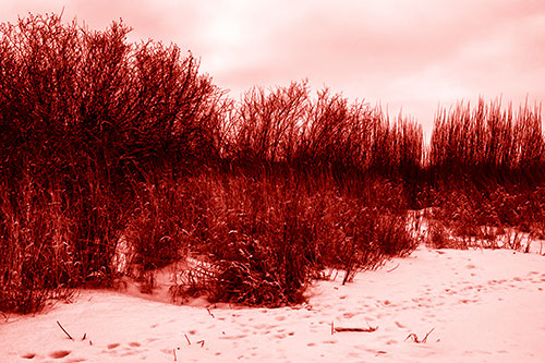 Snow Covered Tall Grass Surrounding Trees (Red Shade Photo)