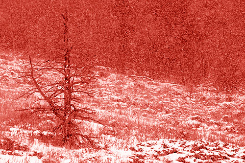 Snow Covers Dead Christmas Tree (Red Shade Photo)