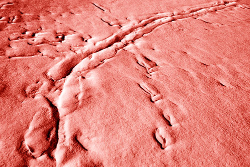 Snow Drifts Cover Footprint Trails (Red Shade Photo)