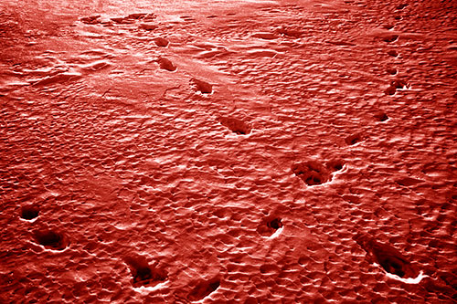Snow Footprint Trails Crossing Paths (Red Shade Photo)