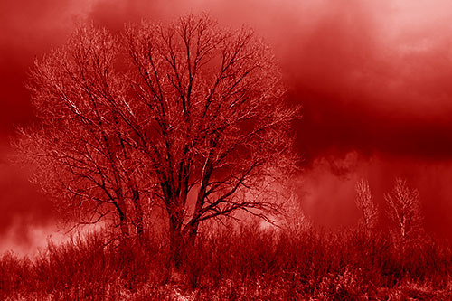Snowstorm Clouds Beyond Dead Leafless Trees (Red Shade Photo)