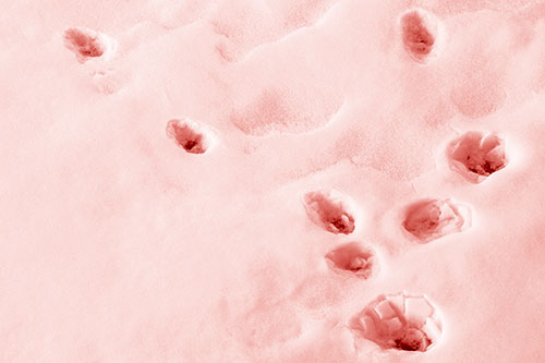 Snowy Animal Footprints Changing Direction (Red Shade Photo)