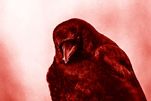 Snowy Beaked Crow Hunched Over (Red Shade Photo)
