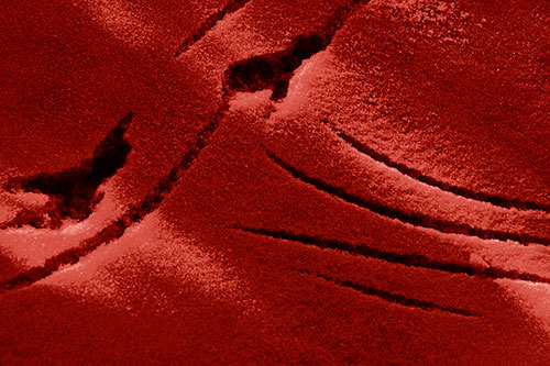 Snowy Bird Footprint Claw Marks (Red Shade Photo)