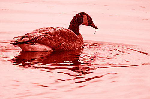 Snowy Canadian Goose Dripping Water Off Beak (Red Shade Photo)