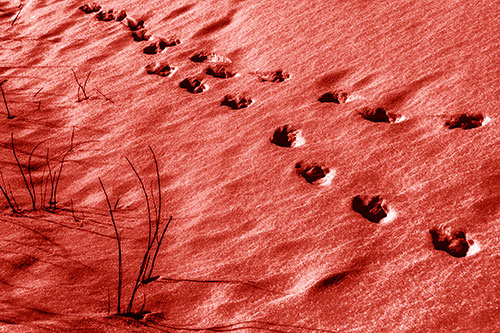 Snowy Footprints Along Dead Branches (Red Shade Photo)