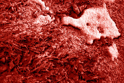 Snowy Grass Forming Demonic Horned Creature (Red Shade Photo)