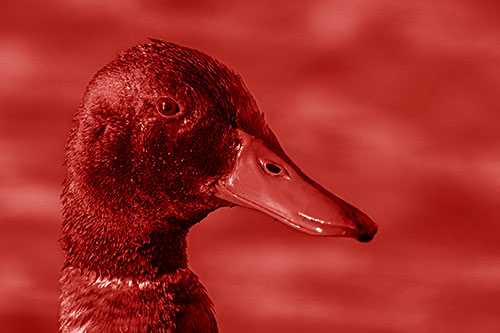Soaked Male Mallard Duck Watching Among Lake (Red Shade)