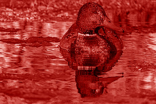 Soaked Mallard Duck Casts Pond Water Reflection (Red Shade Photo)