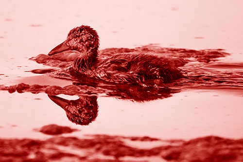 Soaked Mallard Duckling Swimming Past Algae (Red Shade)