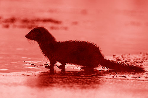 Soaked Mink Contemplates Swimming Across River (Red Shade Photo)
