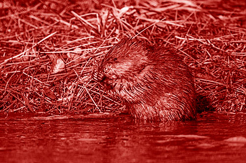 Soaked Muskrat Nibbles Grass Along River Shore (Red Shade Photo)