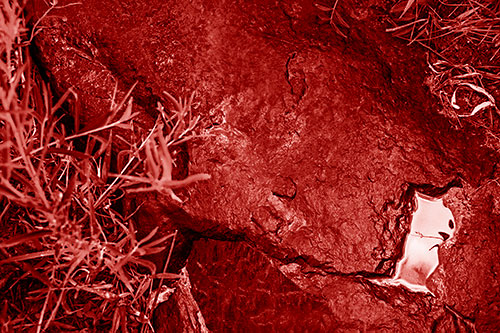 Soaked Puddle Mouthed Rock Face Among Plants (Red Shade Photo)