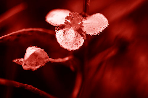Soaking Wet Frogbit Flower Dew (Red Shade Photo)
