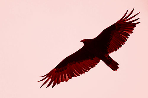 Soaring Turkey Vulture Flying Among Sky (Red Shade Photo)