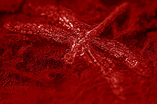 Soggy Dead Dragonfly Floating Atop Algae (Red Shade)