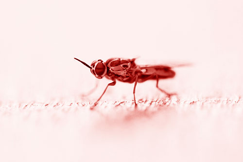 Soldier Fly Standing Still Among Light (Red Shade)