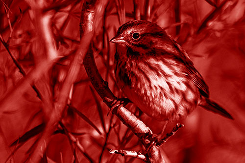 Song Sparrow Perched Along Curvy Tree Branch (Red Shade Photo)