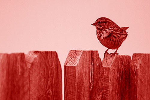 Song Sparrow Standing Atop Wooden Fence (Red Shade Photo)