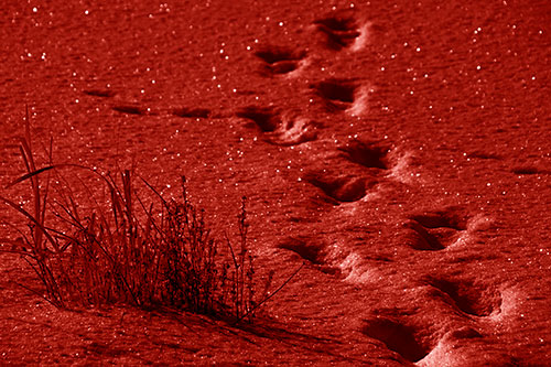 Sparkling Snow Footprints Across Frozen Lake (Red Shade Photo)