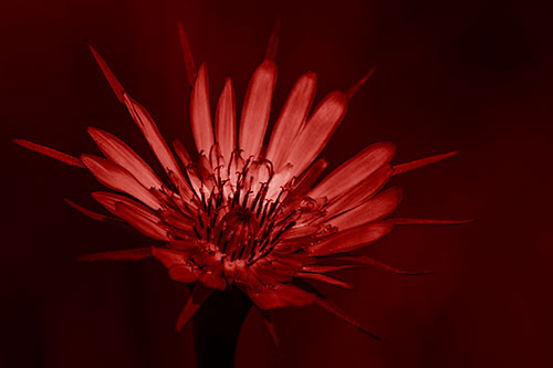 Spiky Salsify Flower Gathering Sunshine (Red Shade Photo)