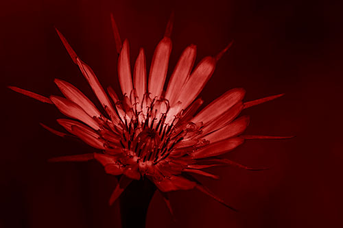 Spiky Salsify Flower Gathering Sunshine (Red Shade)