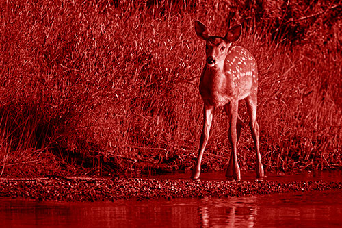 Spotted White Tailed Deer Standing Along River Shoreline (Red Shade)