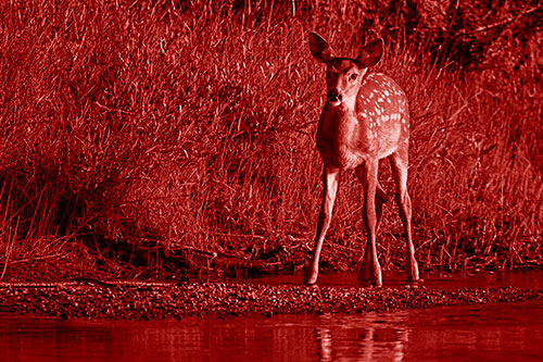Spotted White Tailed Deer Standing Along River Shoreline (Red Shade Photo)