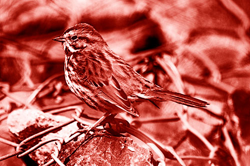 Squinting Song Sparrow Perched Atop Chain Link Fencing (Red Shade Photo)