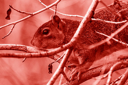 Squirrel Climbing Down From Tree Branches (Red Shade Photo)