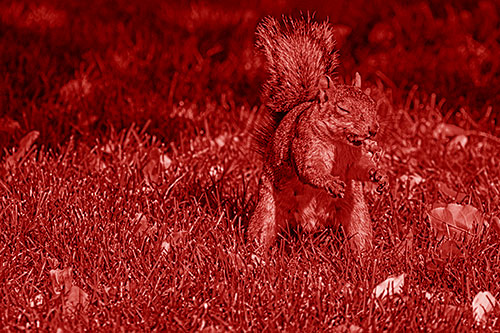 Squirrel Enjoying Breakfast Among Fallen Autumn Leaves (Red Shade)