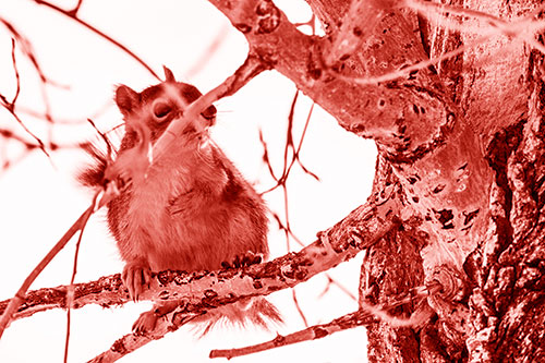 Squirrel Grabbing Chest Atop Two Tree Branches (Red Shade Photo)