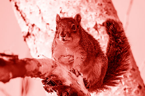 Squirrel Grasping Chest Atop Thick Tree Branch (Red Shade Photo)