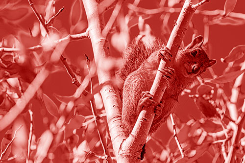 Squirrel Gripping Ahold Of Tree Branch (Red Shade)
