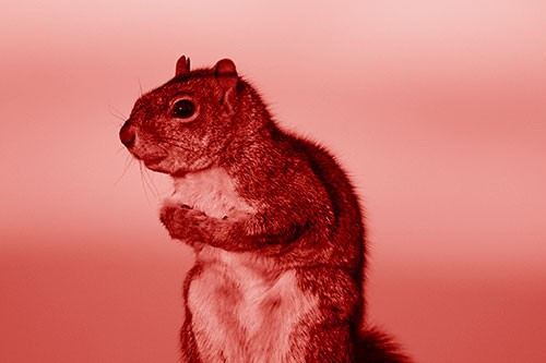 Squirrel Holding Food Tightly Amongst Chest (Red Shade Photo)