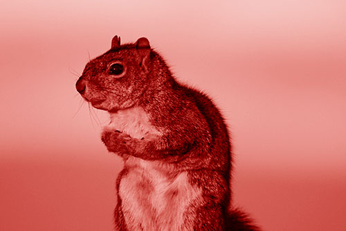 Squirrel Holding Food Tightly Amongst Chest (Red Shade)