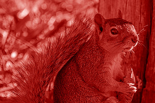 Squirrel Holding Watermelon Slice Glancing Sideways (Red Shade)