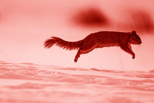 Squirrel Leap Flying Across Snow (Red Shade Photo)