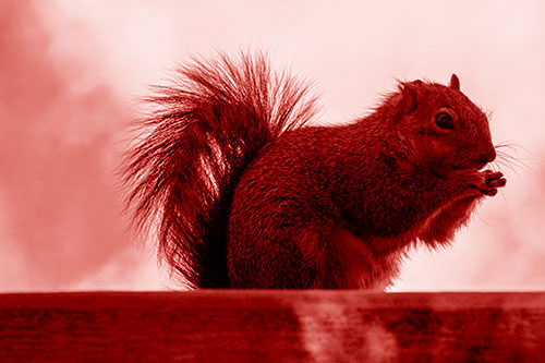 Squirrel Nibbles Breakfast Atop Concrete Skatepark (Red Shade)