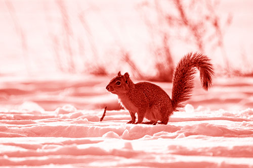 Squirrel Observing Snowy Terrain (Red Shade Photo)
