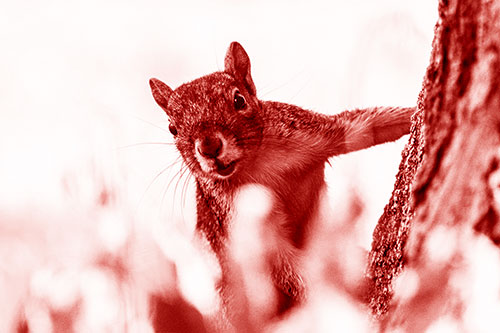 Squirrel Peeks Around Tree Base (Red Shade Photo)
