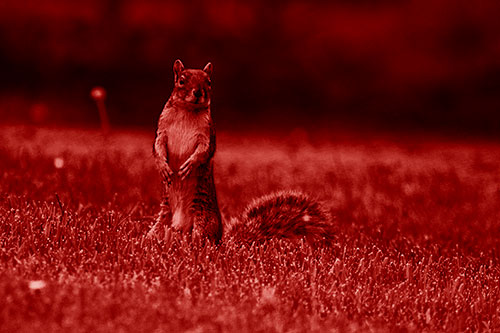 Squirrel Standing Atop Fresh Cut Grass On Hind Legs (Red Shade Photo)