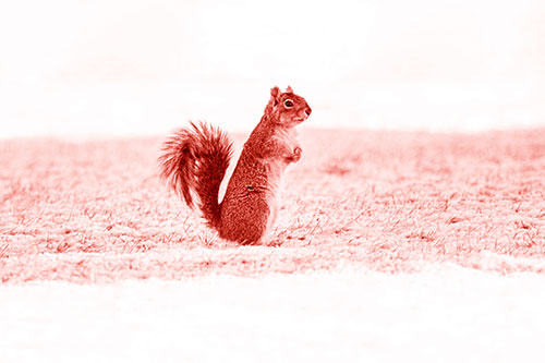 Squirrel Standing On Snowy Patch Of Grass (Red Shade Photo)