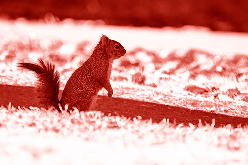 Squirrel Standing Upwards On Hind Legs (Red Shade Photo)